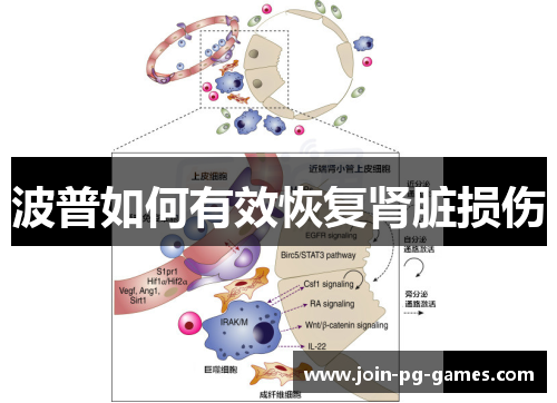 波普如何有效恢复肾脏损伤